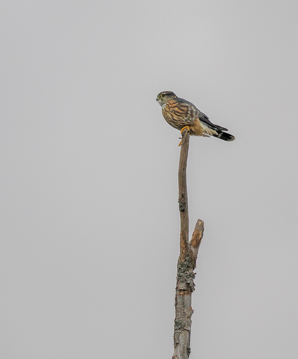 Merlin - ML645349393