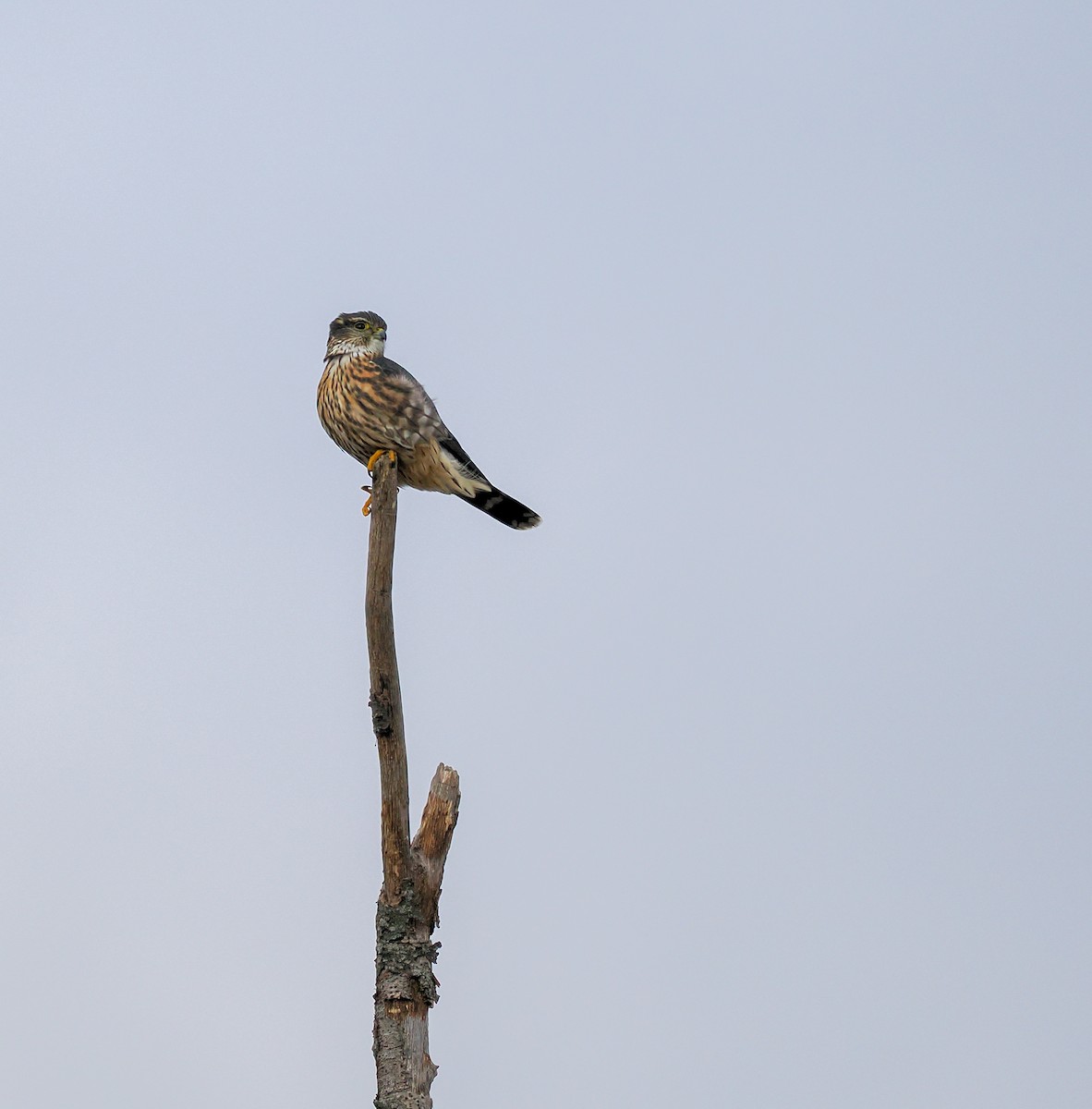 Merlin - ML645349394