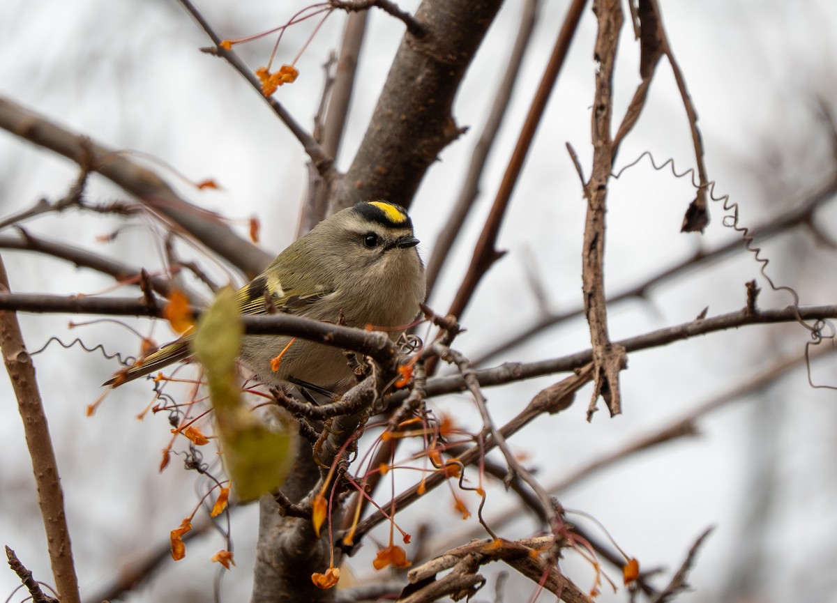 Golden-crowned Kinglet - ML645349397