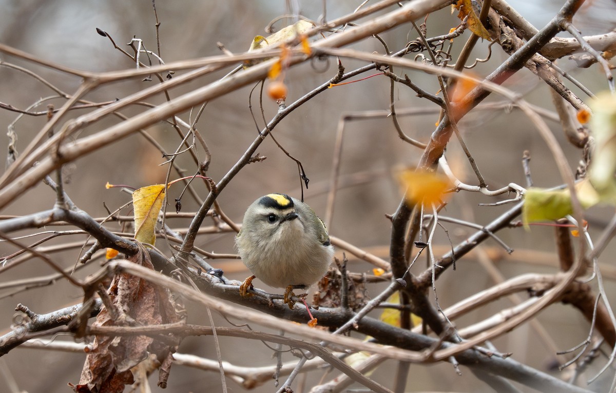 Golden-crowned Kinglet - ML645349398