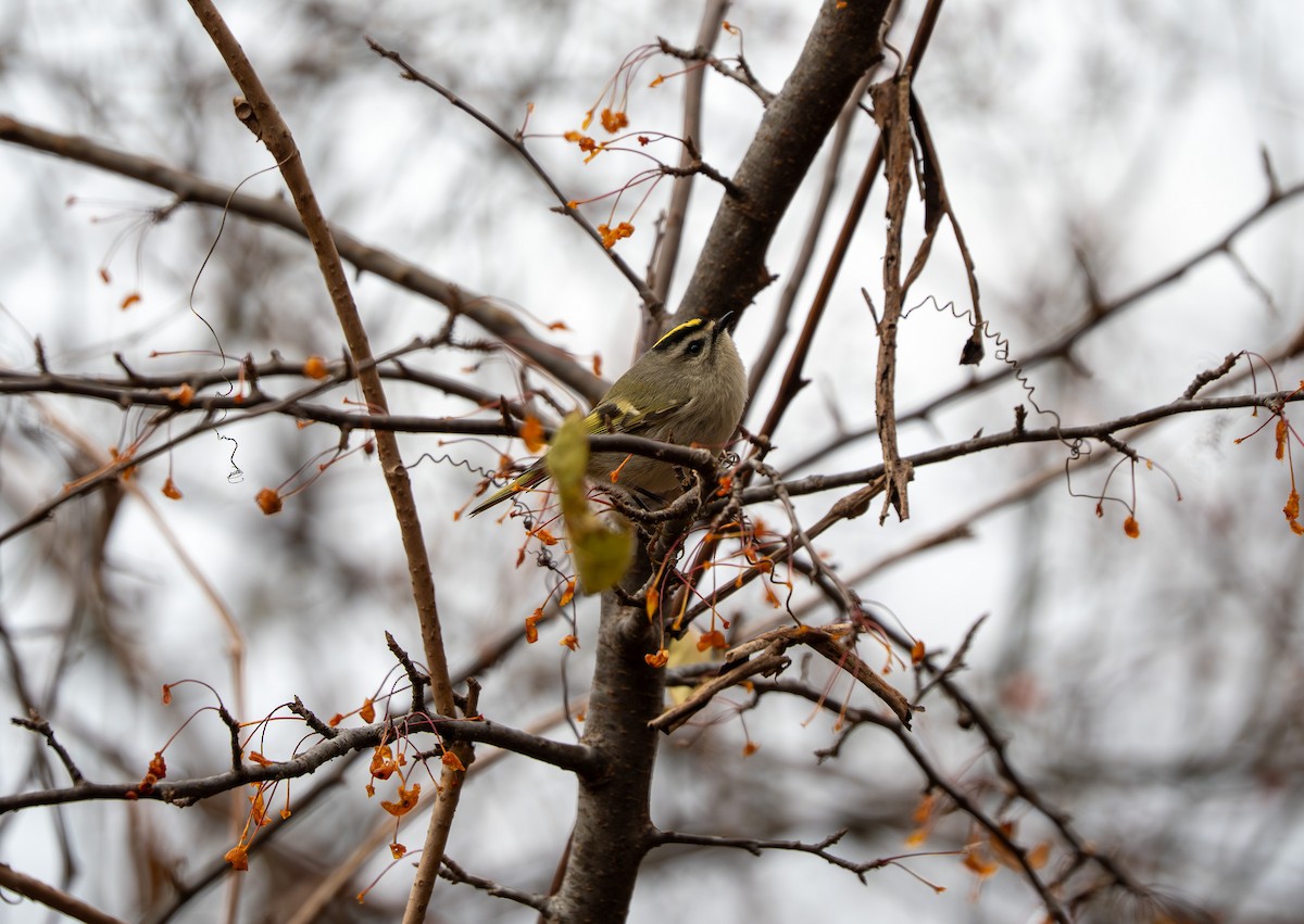 Golden-crowned Kinglet - ML645349399