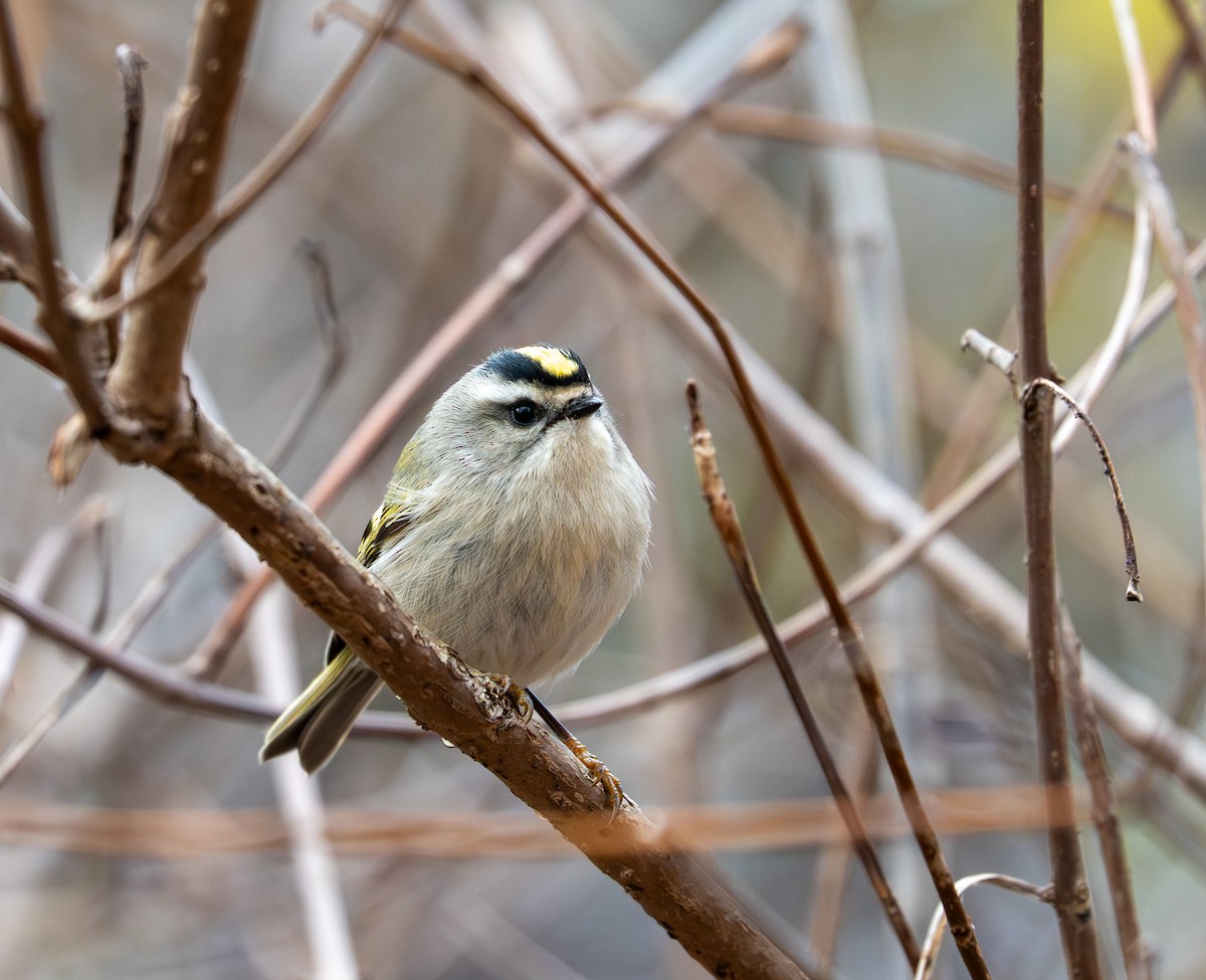 Golden-crowned Kinglet - ML645349400