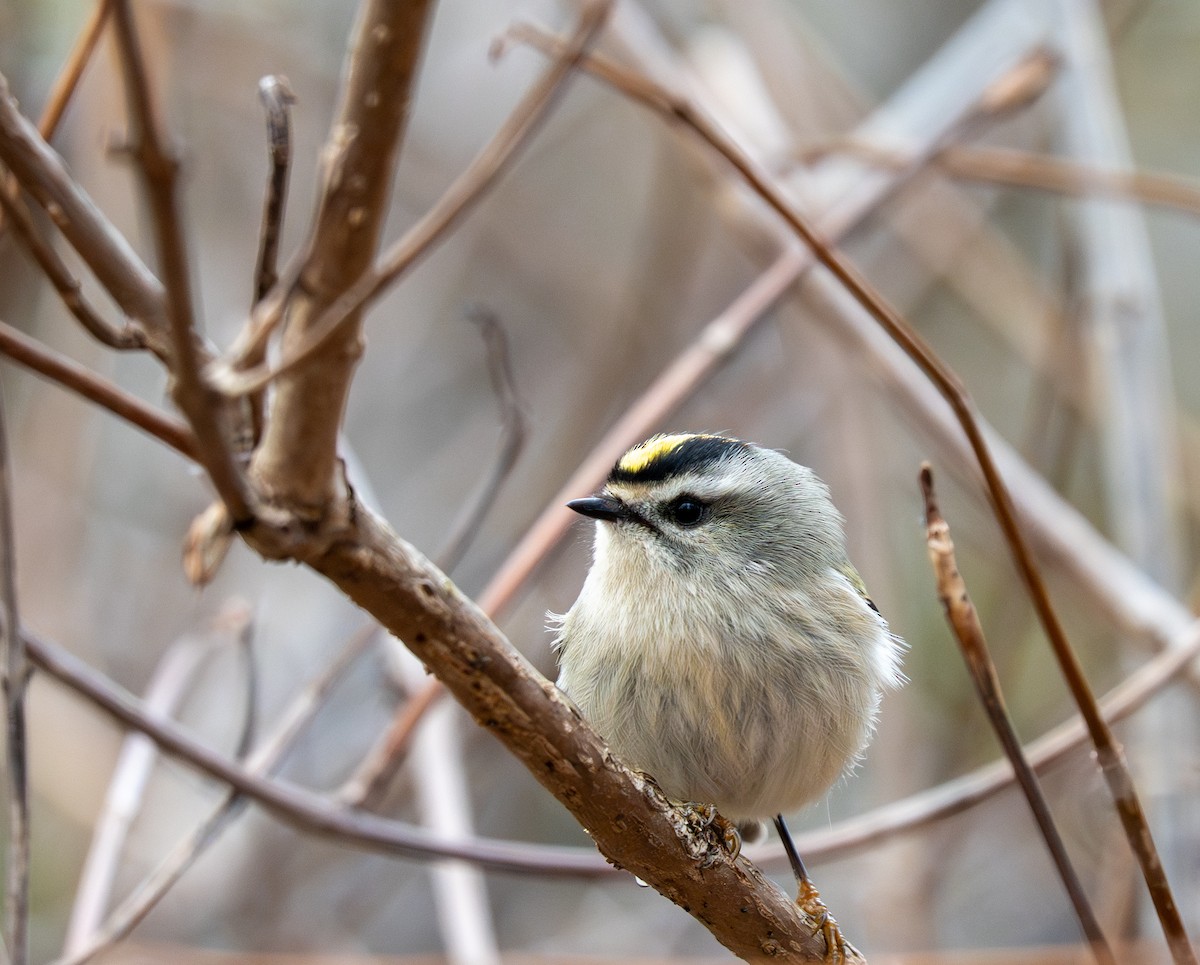 Golden-crowned Kinglet - ML645349401