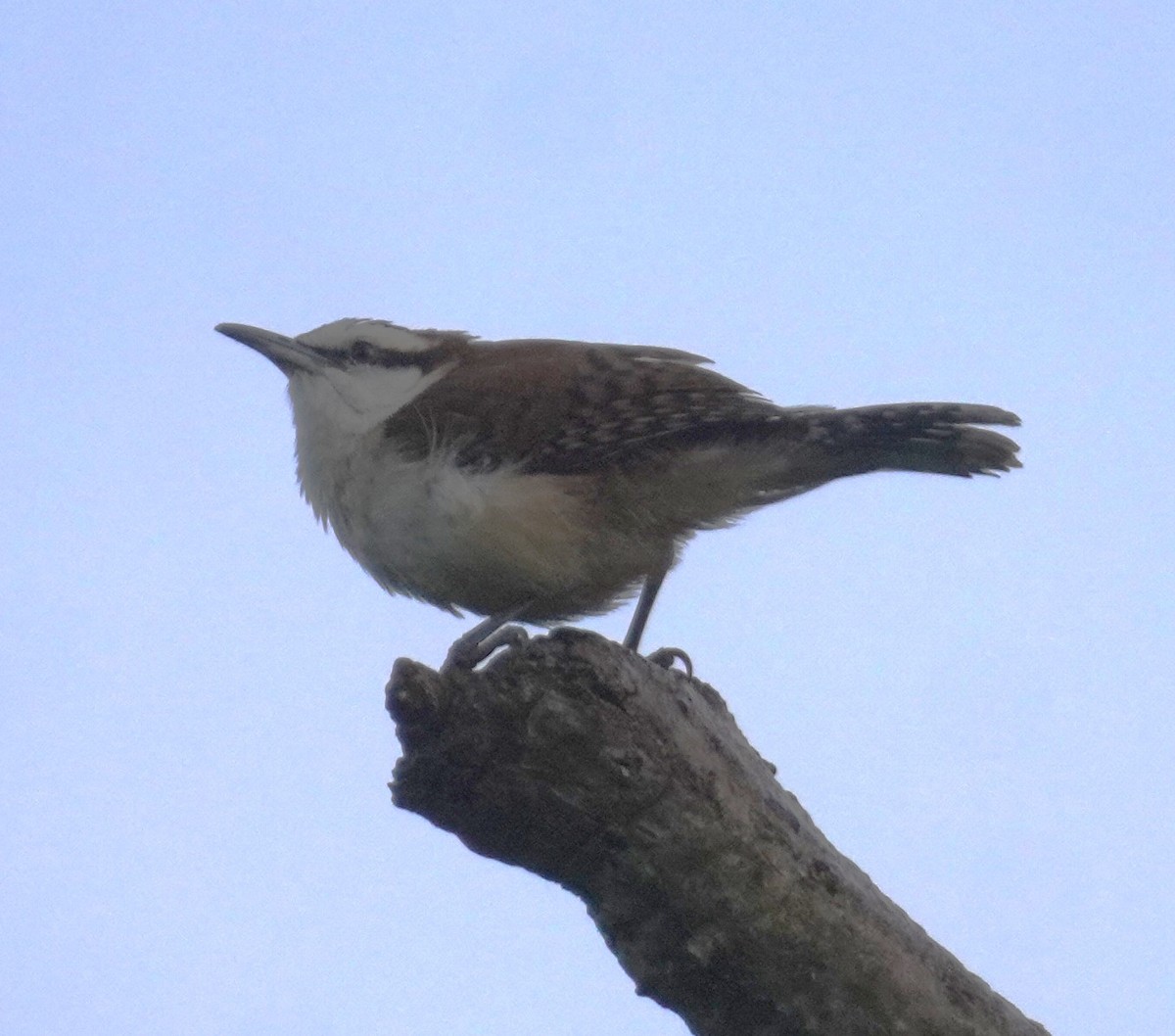 Rufous-backed Wren - ML645349409