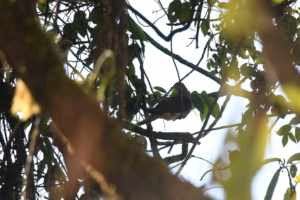 Bindenschwanztaube - ML645349411