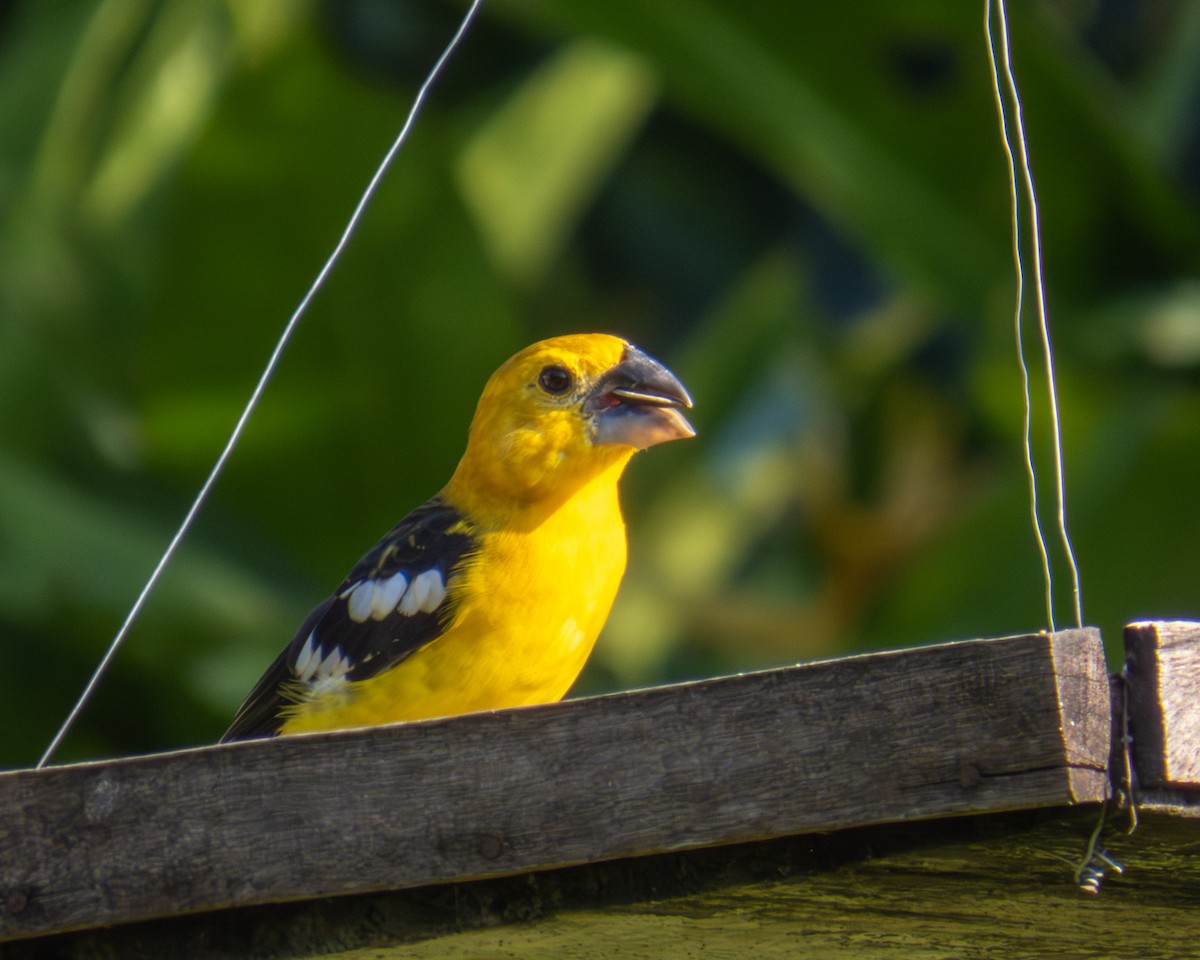 Yellow Grosbeak - ML645349413