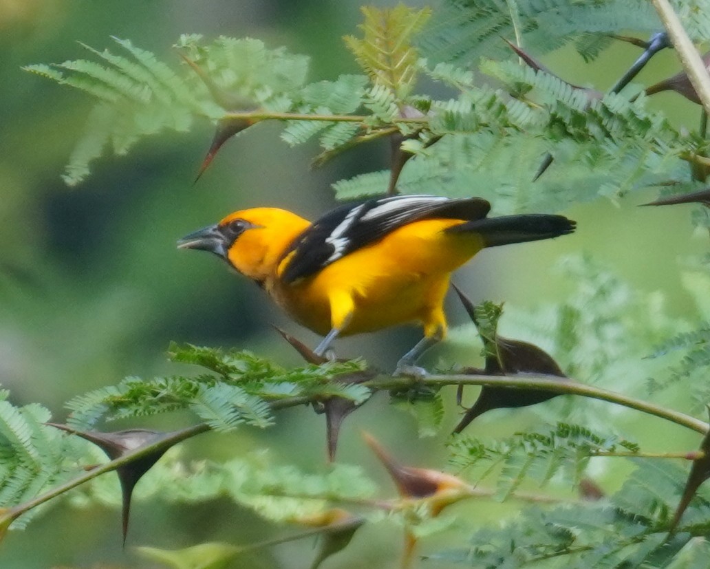 Altamira Oriole - ML645349424