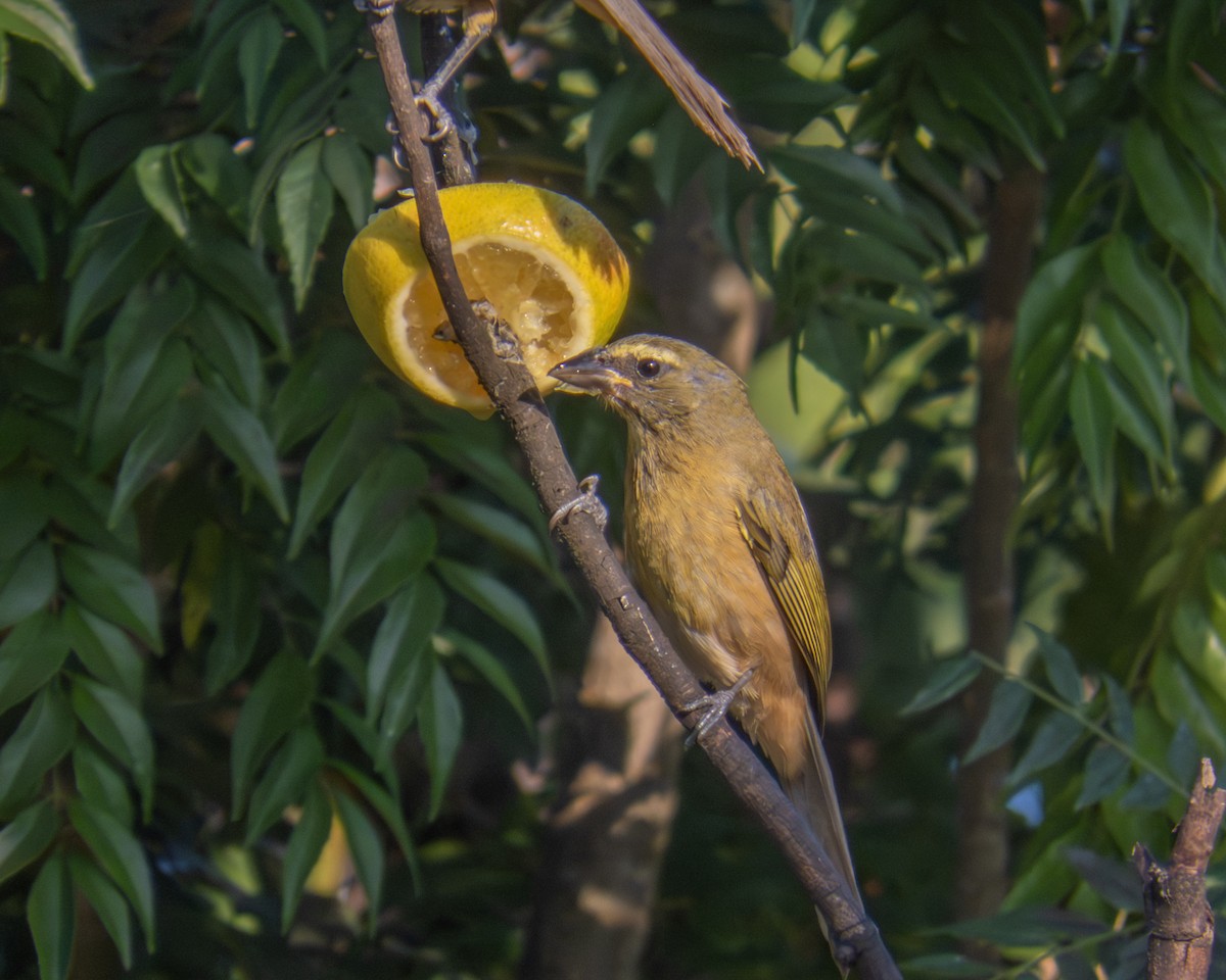 Cinnamon-bellied Saltator - ML645349426