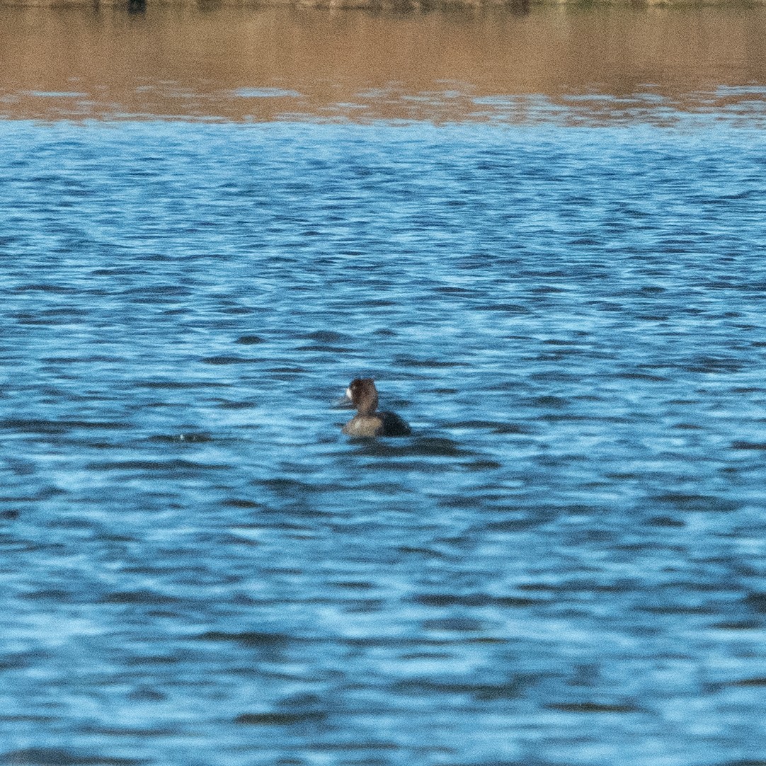 スズガモ - ML645349428