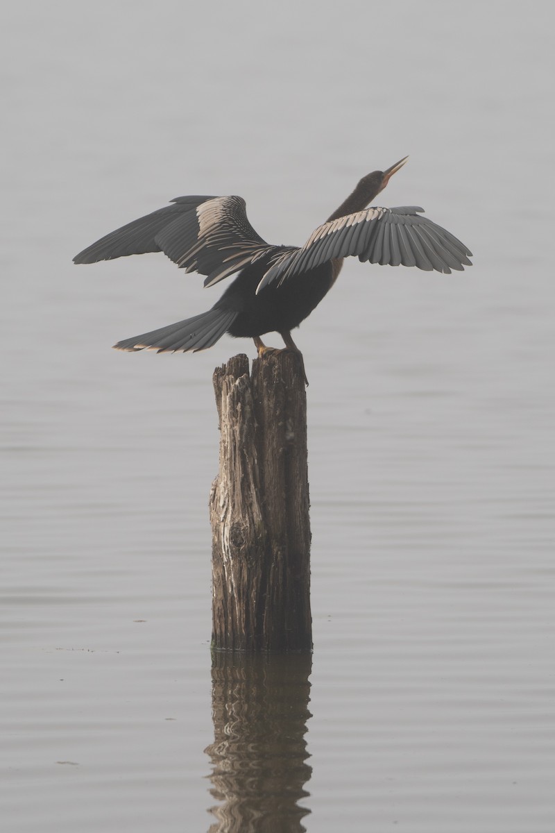 Anhinga - ML645349432