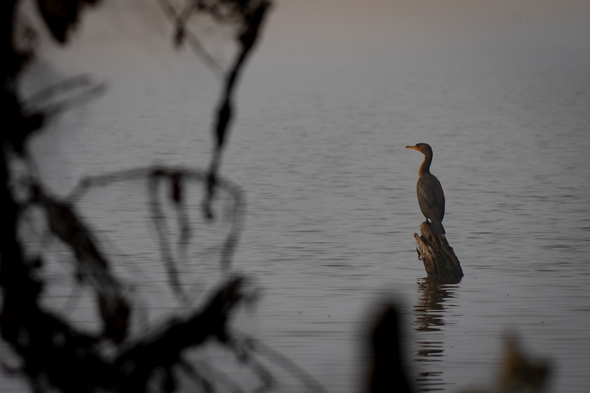 Double-crested Cormorant - ML645349444