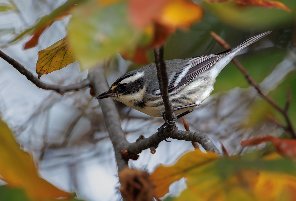 Black-throated Gray Warbler - Andrew Mactavish
