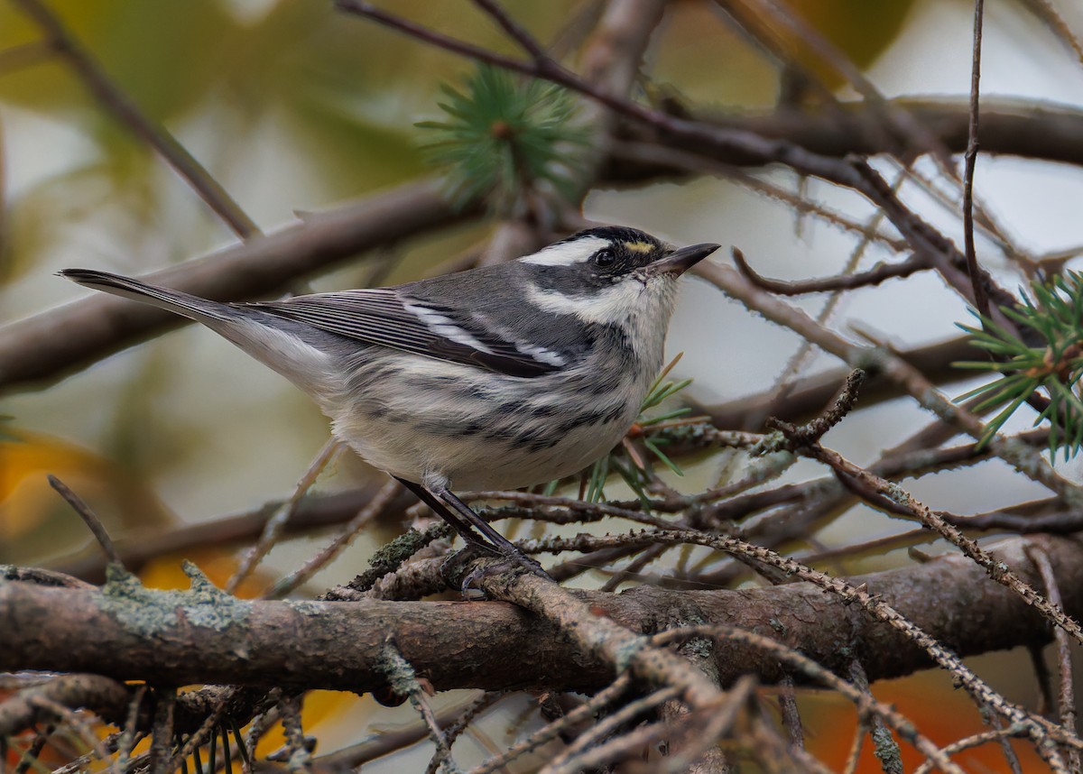 Black-throated Gray Warbler - ML645349463