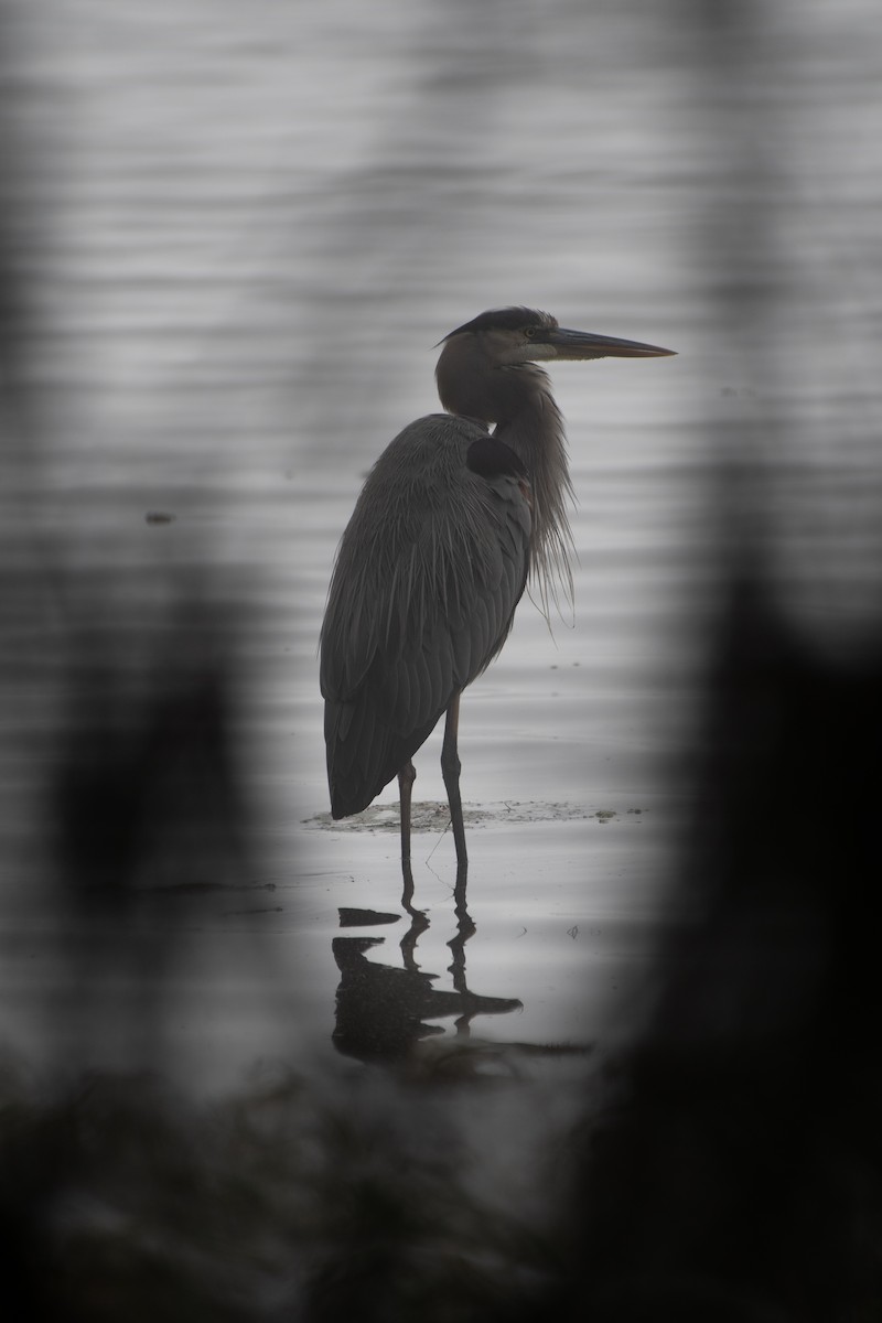 Great Blue Heron - ML645349464