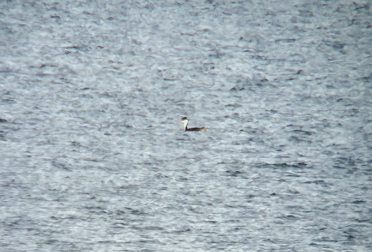 Western Grebe - ML645349466