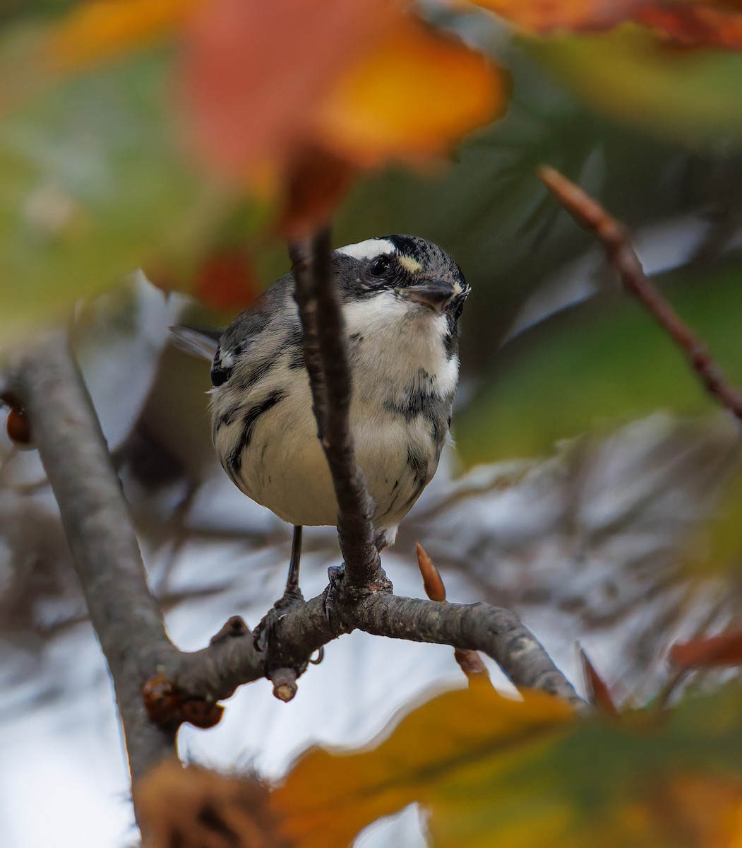 Black-throated Gray Warbler - ML645349467