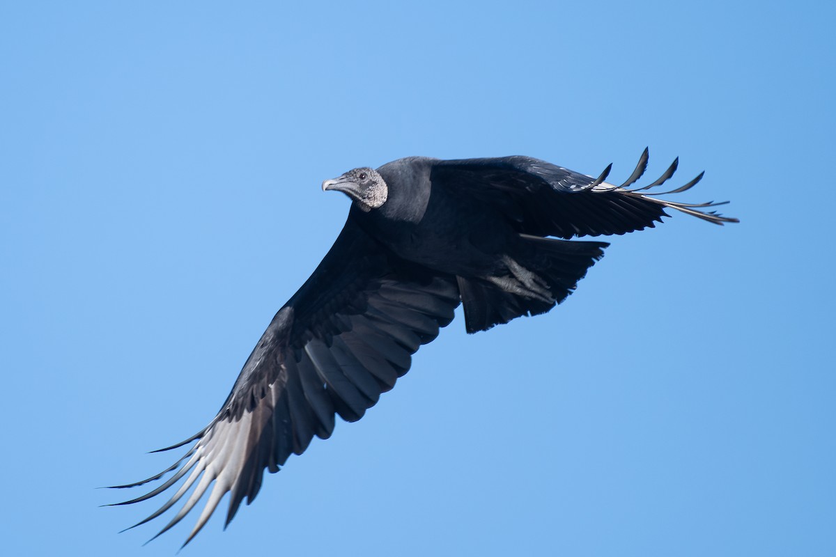 Black Vulture - ML645349473