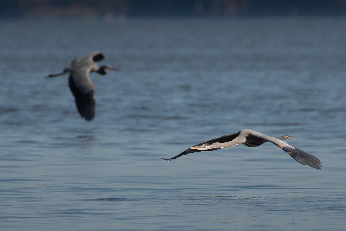 Great Blue Heron - ML645349476