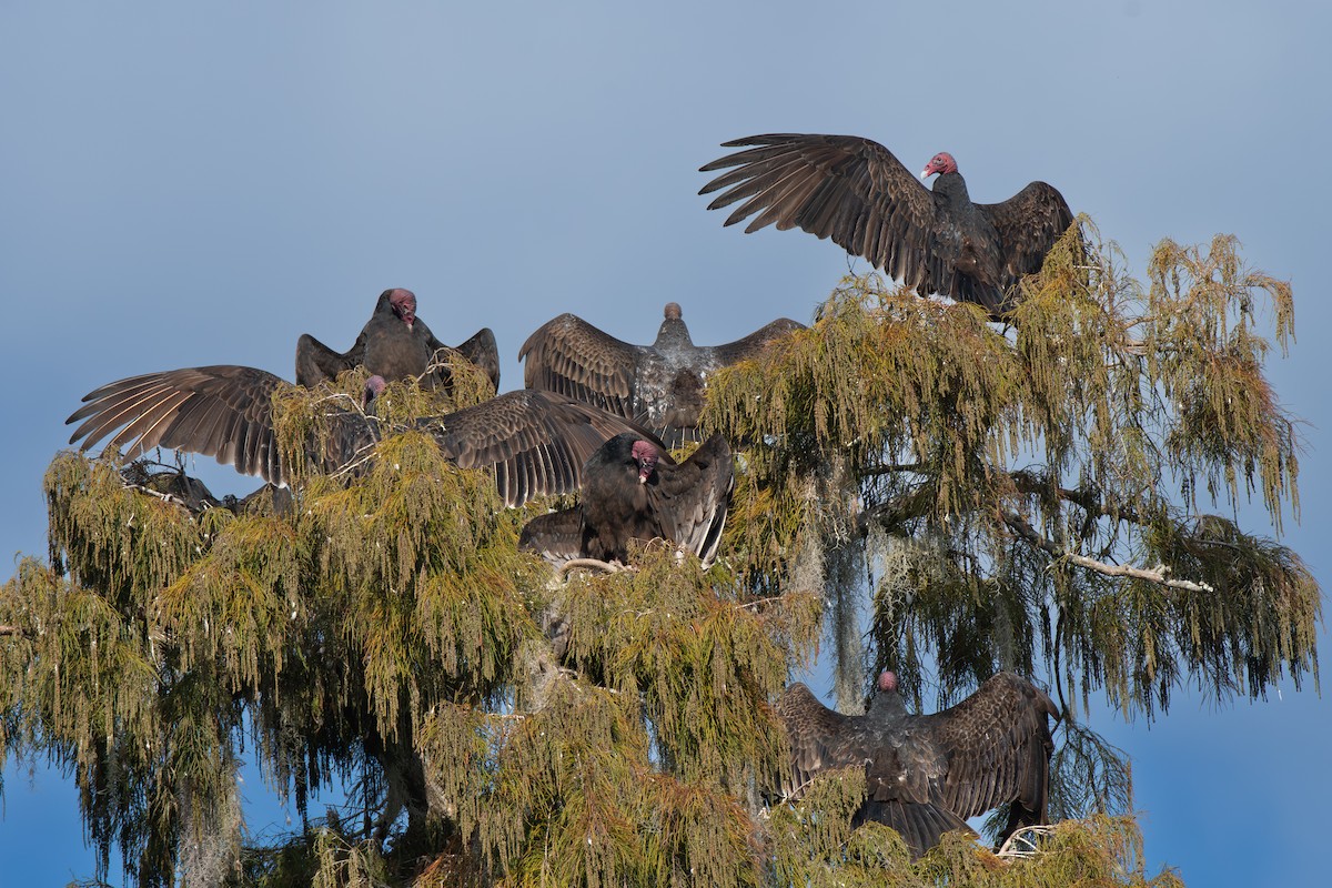Turkey Vulture - ML645349483