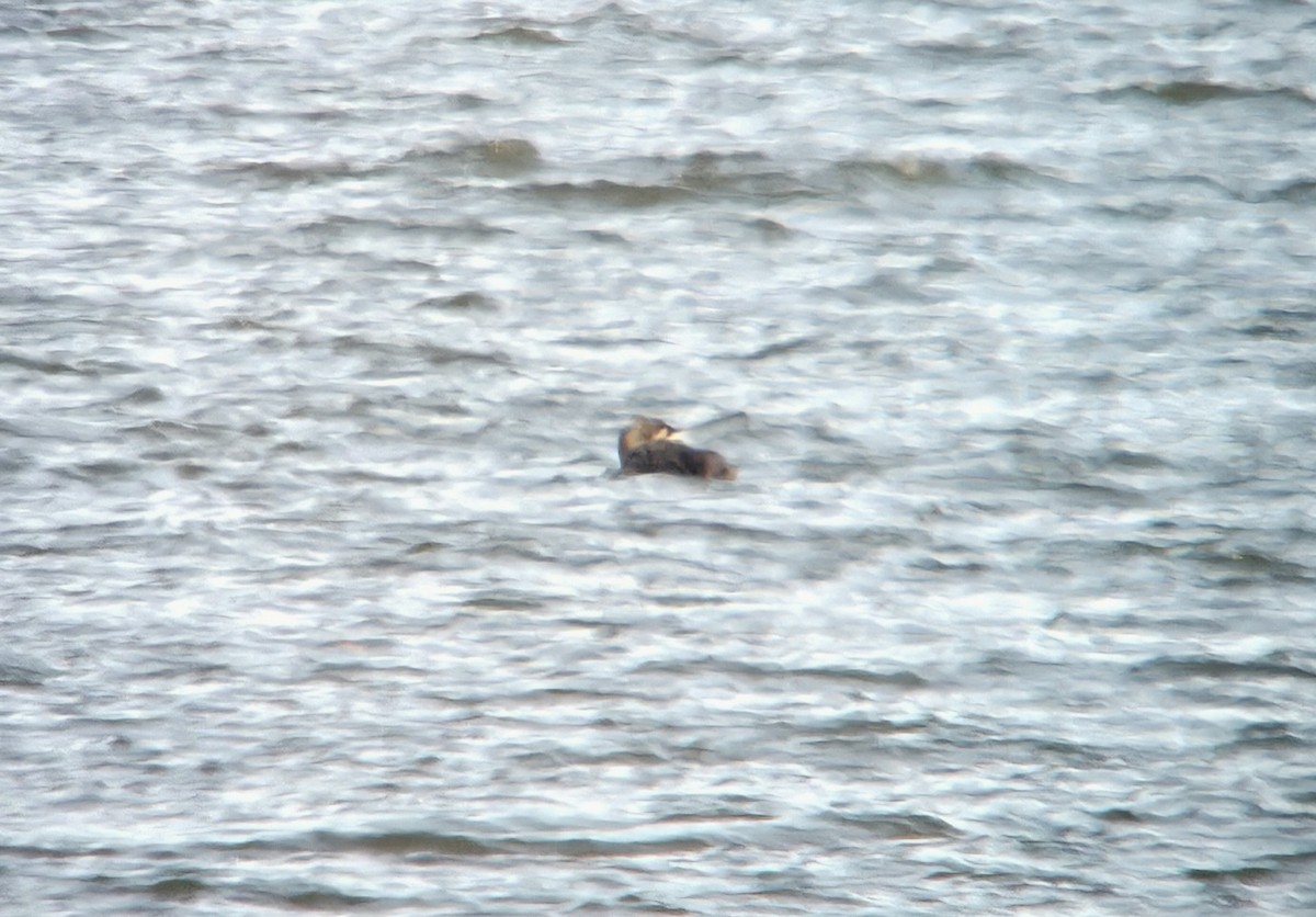 Pacific Loon - ML645349491