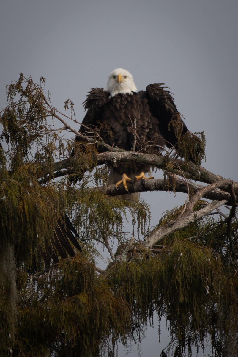 Белоголовый орлан - ML645349492