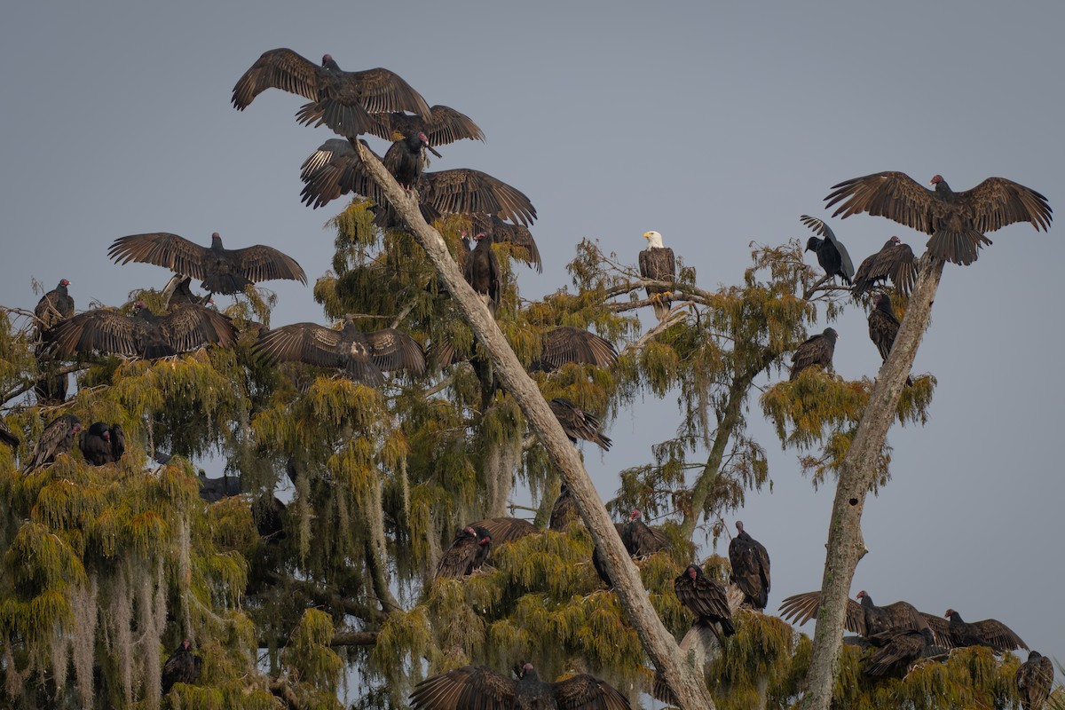 Белоголовый орлан - ML645349494