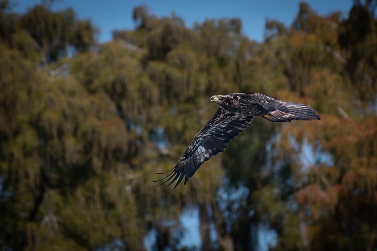 Белоголовый орлан - ML645349506