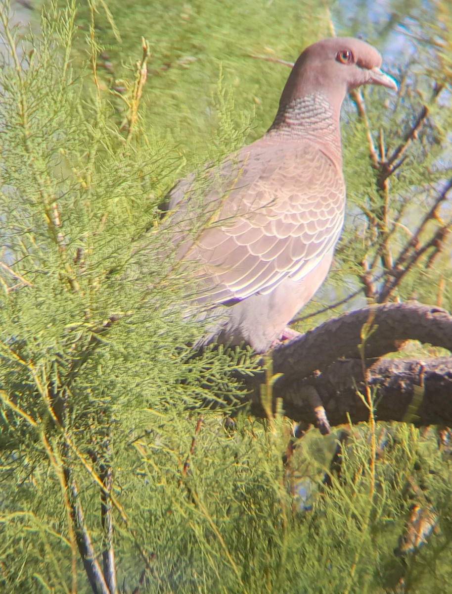 Paloma Picazuró - ML645349507