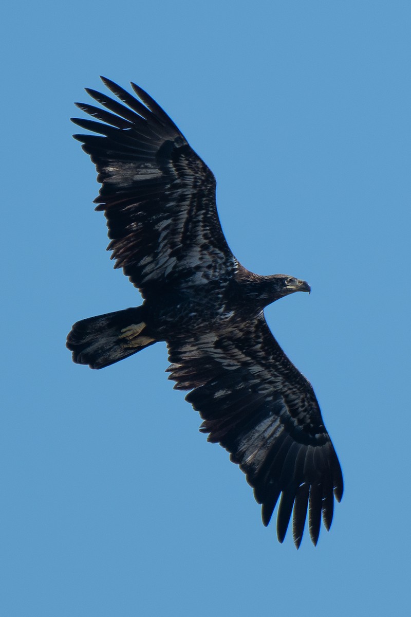 Белоголовый орлан - ML645349508