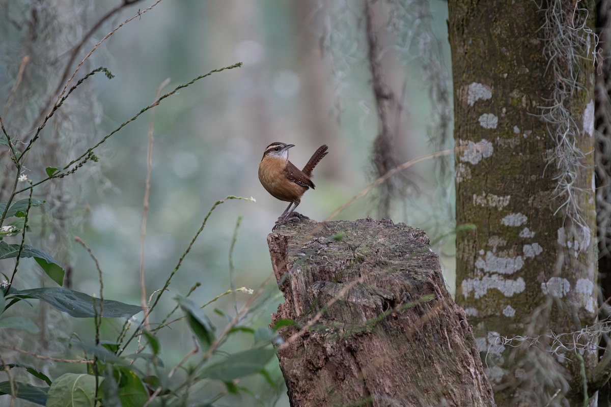 Carolina Wren - ML645349536