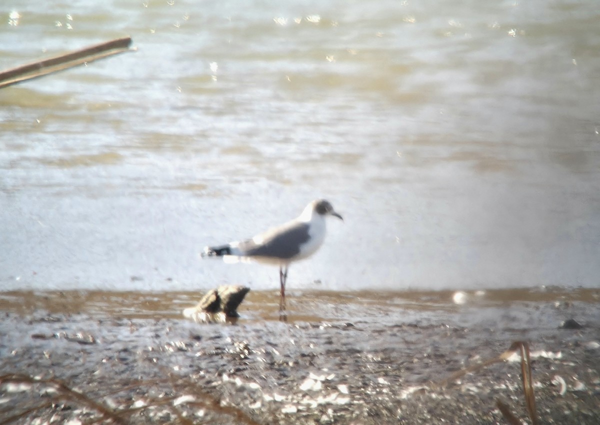 Franklin's Gull - ML645349541