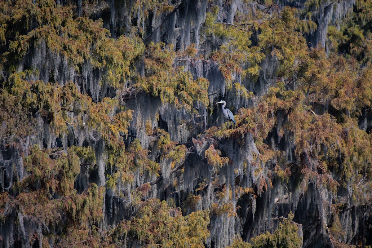 Great Blue Heron - ML645349545
