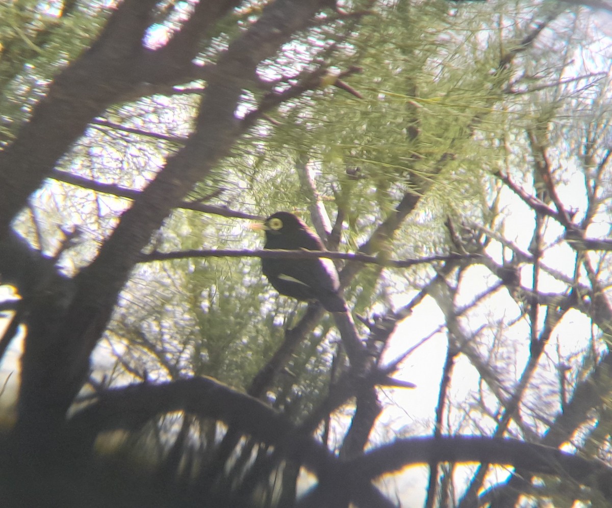 Spectacled Tyrant - ML645349546