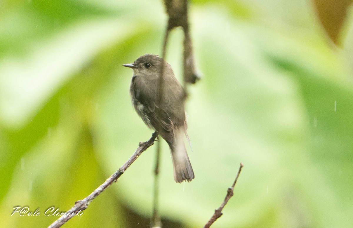 Western Wood-Pewee - ML645349548