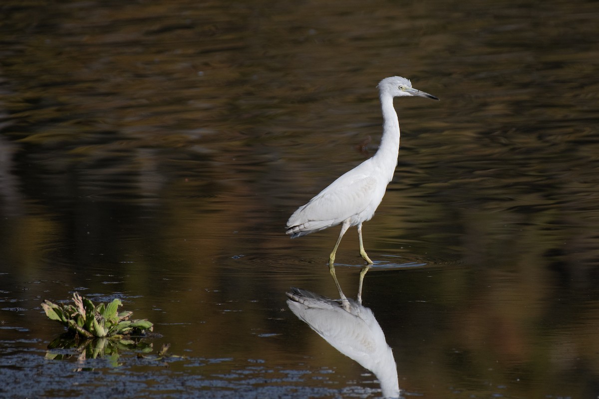 Little Blue Heron - ML645349556