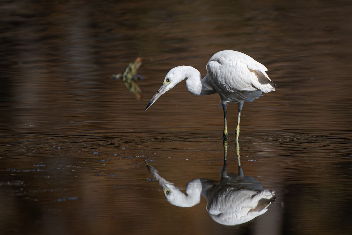Little Blue Heron - ML645349560