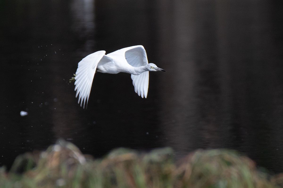 Little Blue Heron - ML645349562