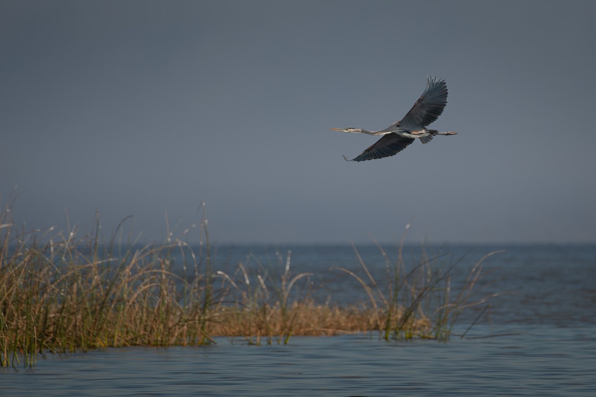 Great Blue Heron - ML645349571