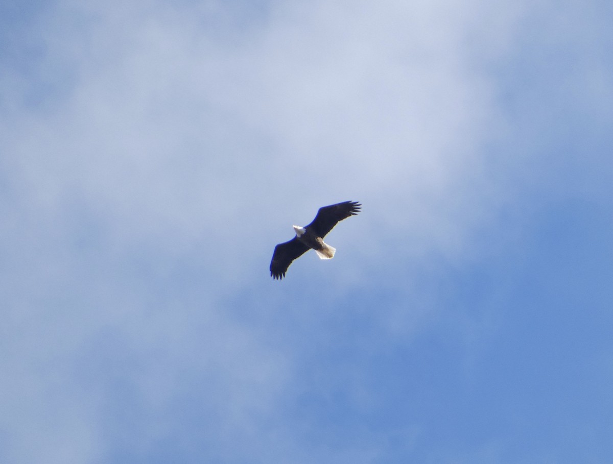 Белоголовый орлан - ML645349578