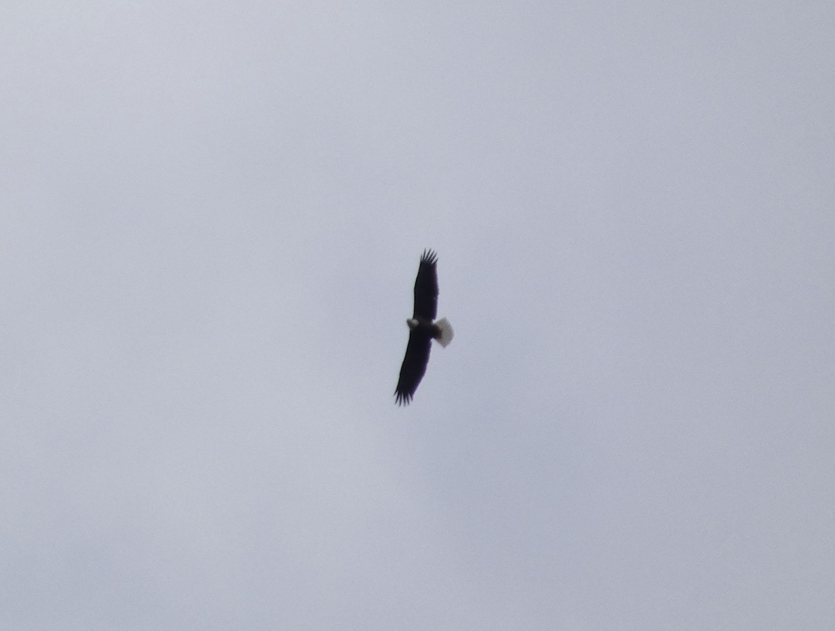 Белоголовый орлан - ML645349579