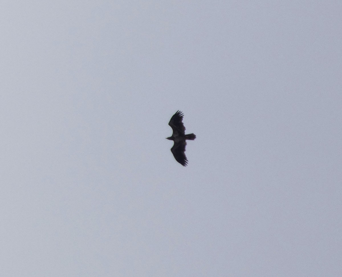 Белоголовый орлан - ML645349585