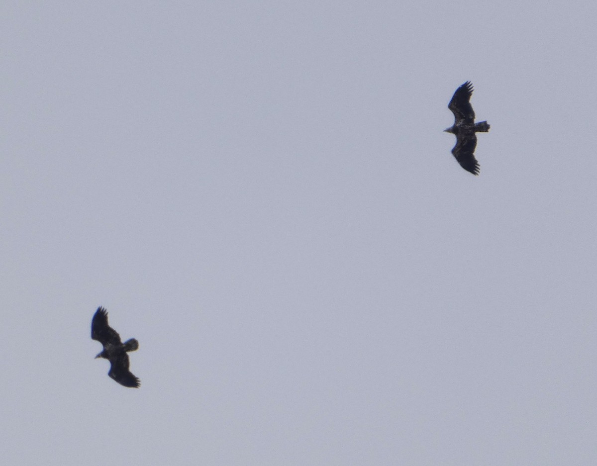 Белоголовый орлан - ML645349586