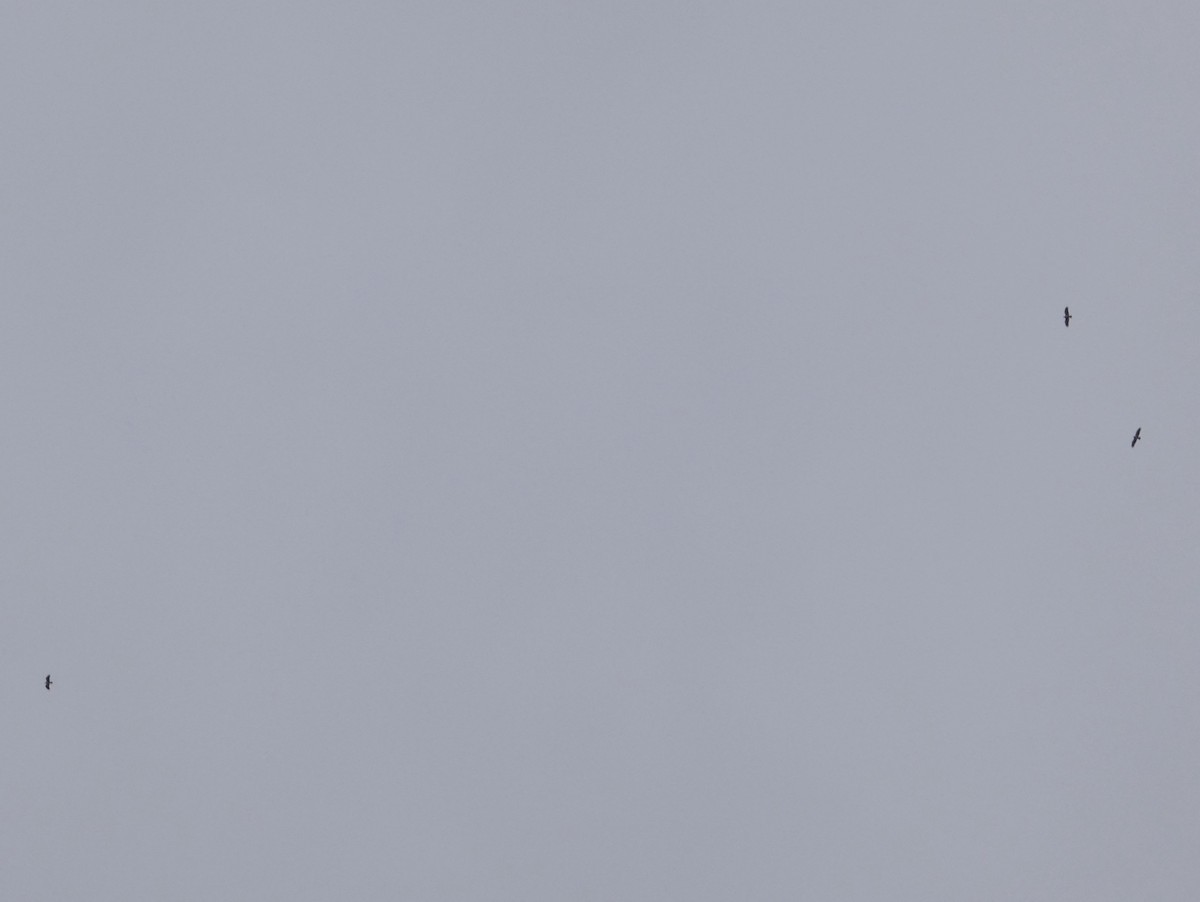 Белоголовый орлан - ML645349587