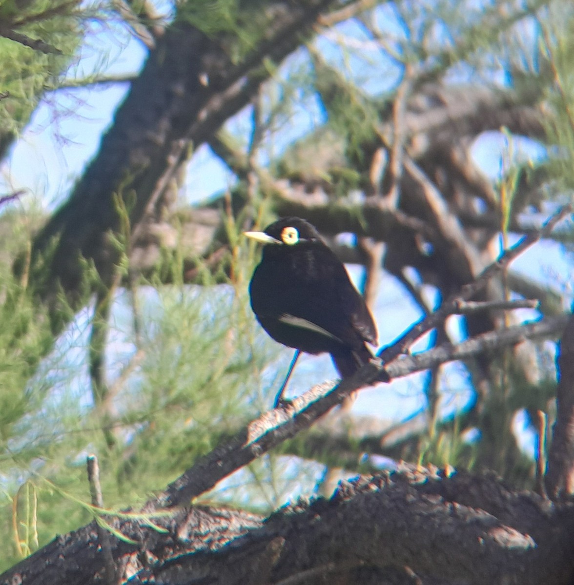 Spectacled Tyrant - ML645349590