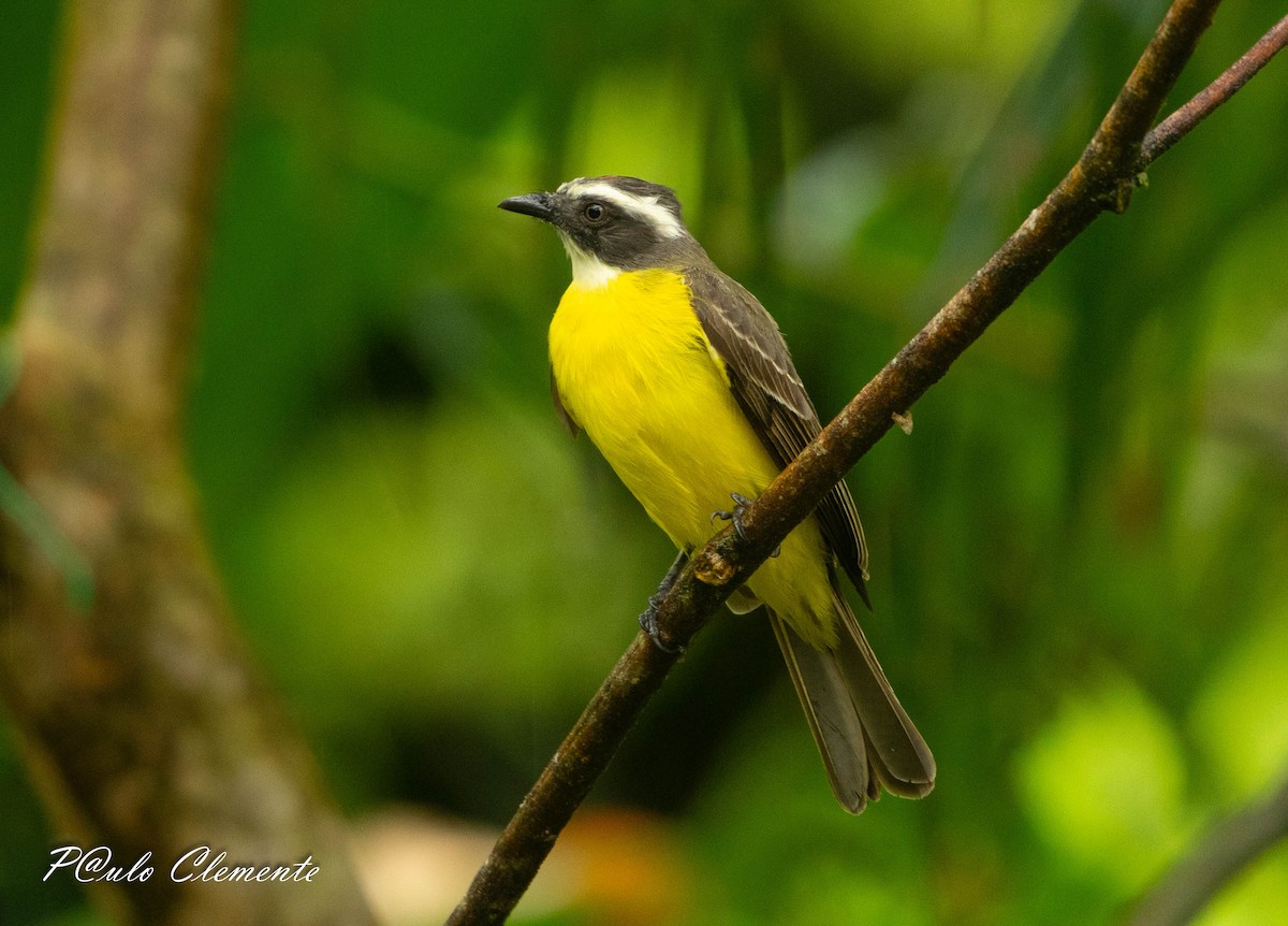 Sosyal Tiran - ML645349612