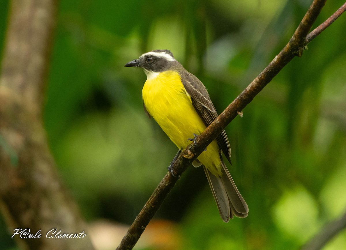 Sosyal Tiran - ML645349613