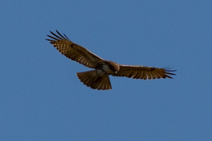 Poiana codarossa - ML645349616