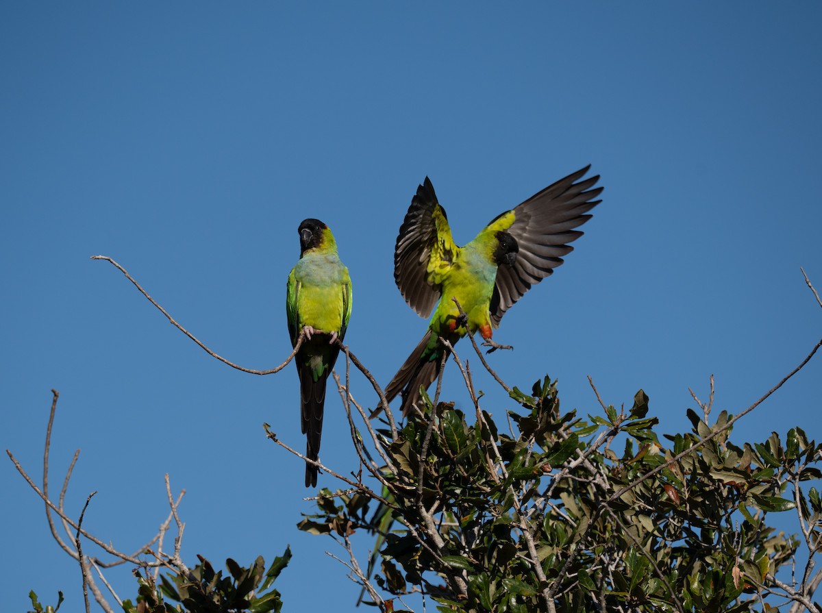 Parrocchetto nanday - ML645349627