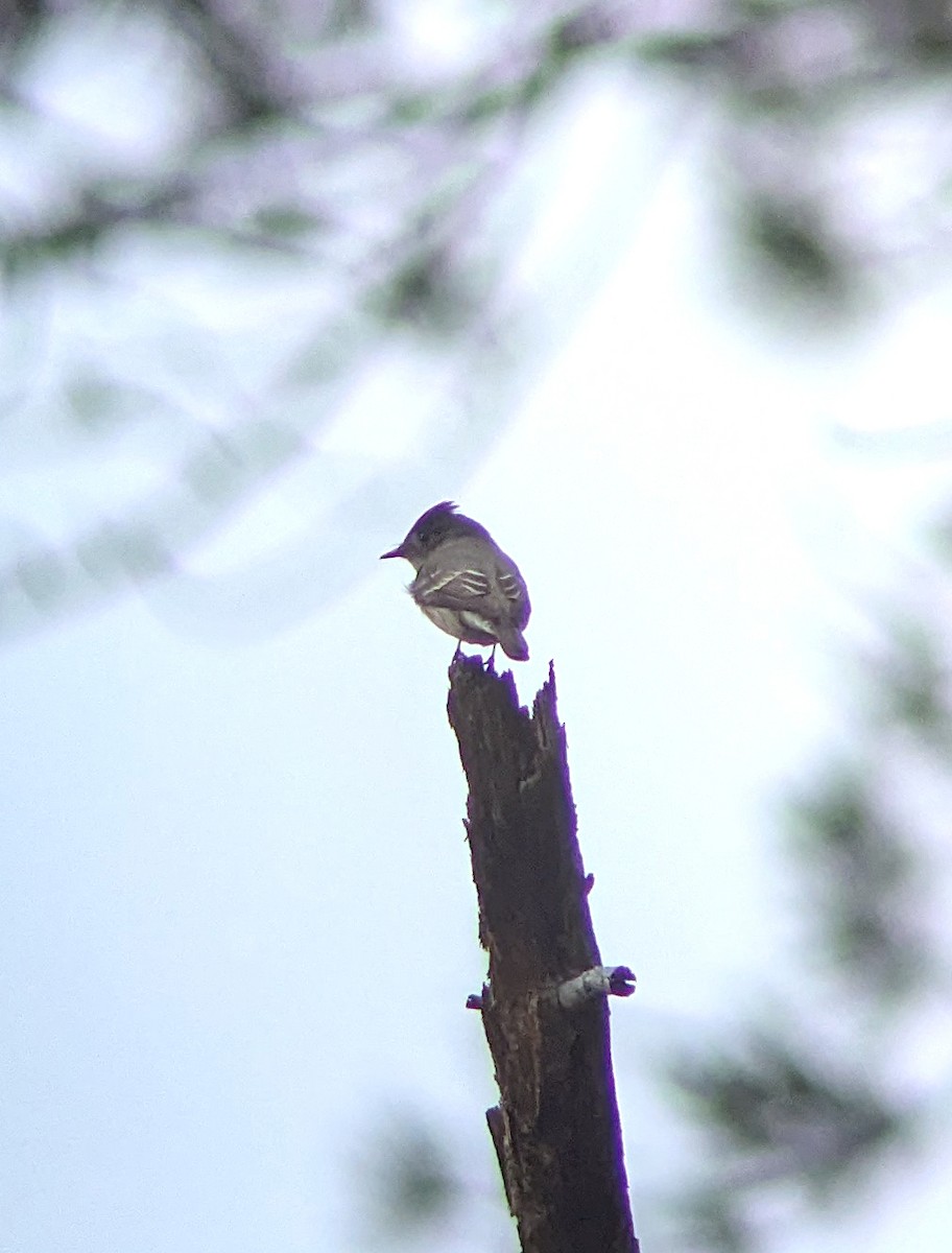 Western Wood-Pewee - ML645349632