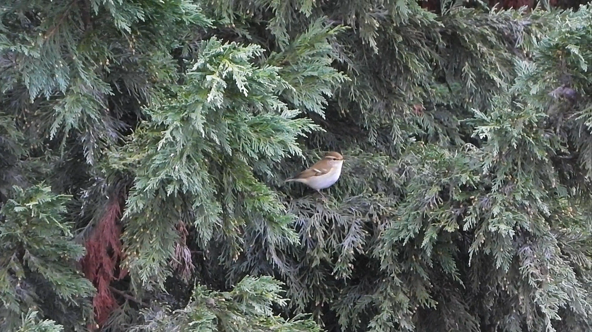 黃眉柳鶯 - ML645349641